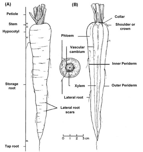 Xylem And Phloem Diagram Cross Section World Of Reference