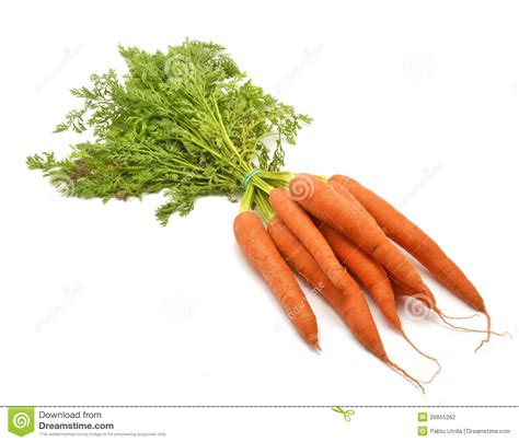 Bunch Of Carrots Stock Photography Image 26855262