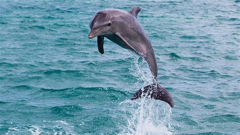 Dolphin Tours Xtreme H2o Watersports Fort Walton Beach Florida