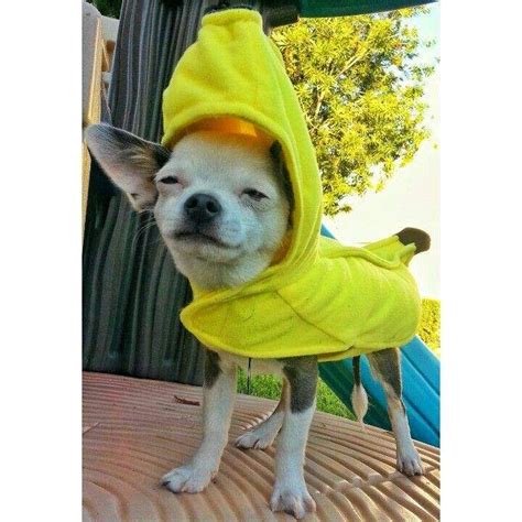 A Small Dog Wearing A Yellow Banana Costume