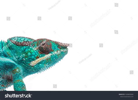 Close Rare Panther Chameleon Nosy Be Stock Photo 1628899060 Shutterstock