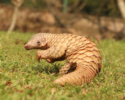 World Pangolin Day February 18 2023 National Today