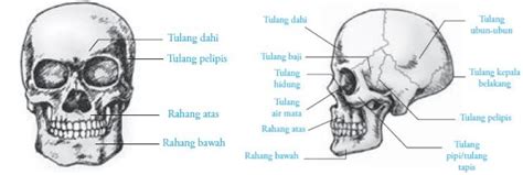 Jaringan epitel, jaringan otot, jaringan ikat serta jaringan saraf. Sistem Gerak Pada Manusia (Tulang, Sendi, Otot) | Guru Belajarku