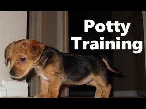 Let him think he is winning. How To Potty Train A Borkie Puppy - Borkie House Training ...