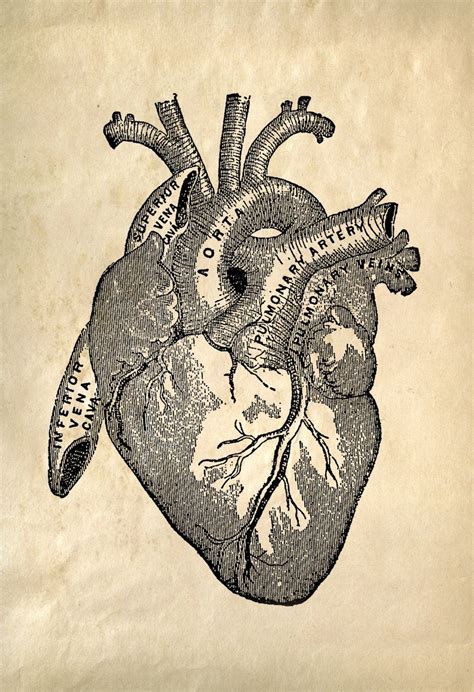 8x10 Vintage Anatomy Print Heart 708cv By Curiousprints On Etsy 12