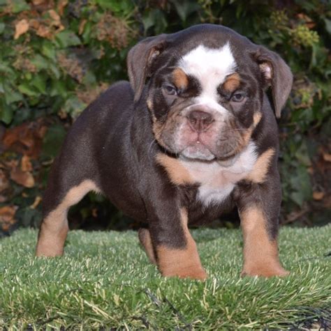 Choose a location, species, sex, age and/or size to filter your search results. English Bulldog Puppies For Sale | San Diego, CA #307851