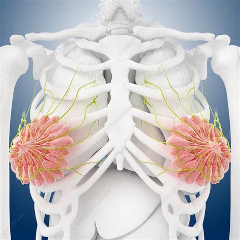 Breast Anatomy Artwork Stock Image C014 8562 Science Photo Library