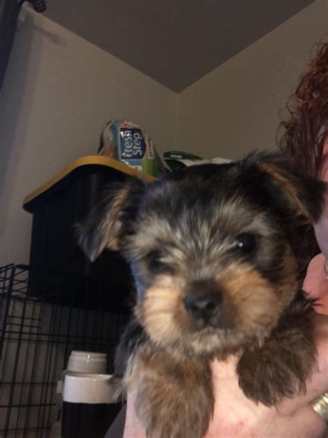 Buy the cheerful yorkie puppy, maltese puppy or golden retriever puppy if you looking to buy a charming puppy, worldwide puppies and kittens is the best place. Yorkshire Terrier Puppies For Sale | Martinsburg, WV #168129
