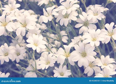 Small White Flowers Stock Image Image Of Garden Beauty 41245131