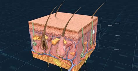 Anatomy Of The Skin Showing The Epidermis Dermis And Subcutaneous