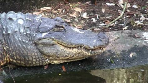 Zootampa American Alligators Youtube