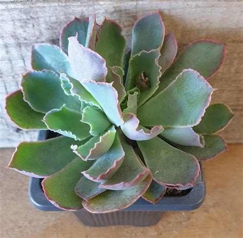 Echeveria Shaviana Pink Frills 75mm The Garden Feast