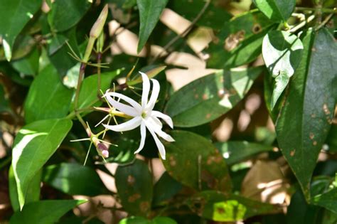 Jasmine Plant Care And Growing Guide Hobby Plants