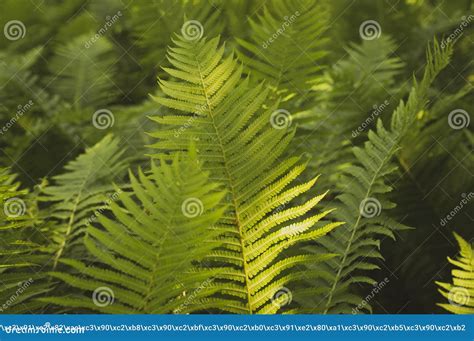 Fern In The Forest At Dawn Stock Photo Image Of Dark 180079134