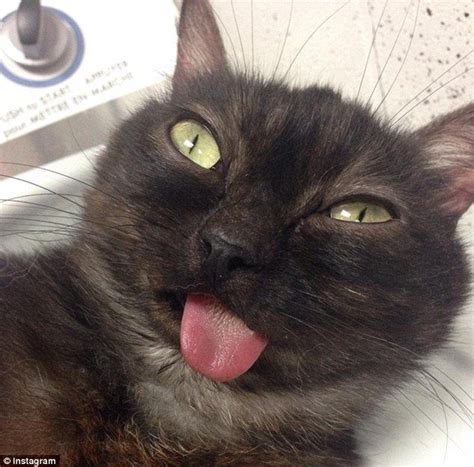 Instagram Moggy Who Cant Stop Sticking Out His Tongue Cats Cat