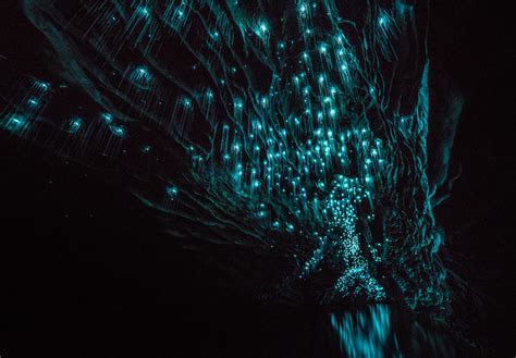 Glow Worms Turn This New Zealand Cave Into A Magical Starry Night