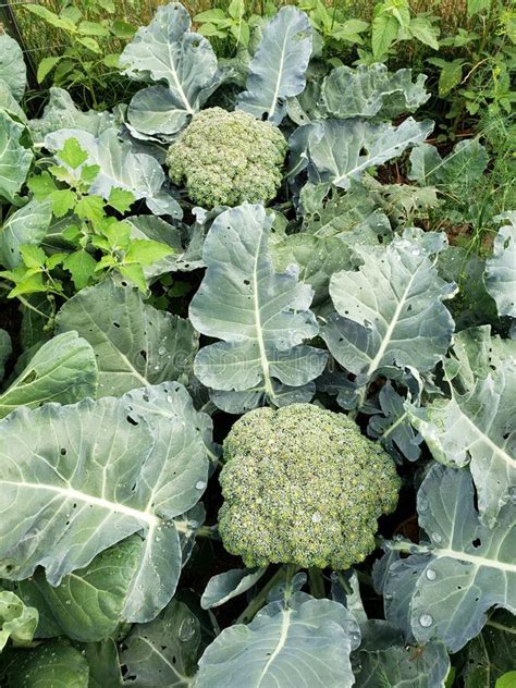 Organic Broccoli Ready To Be Harvested Stock Photo Image Of Food