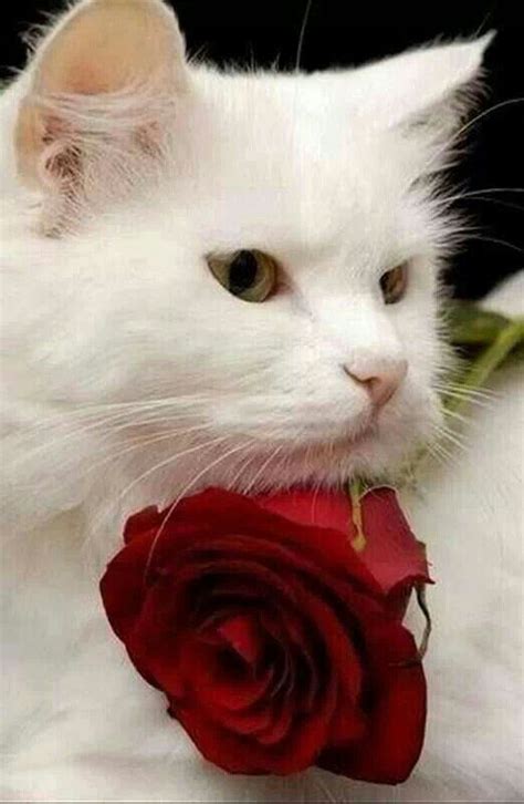 Beautiful Cat With Rose Jolis Chats Chats Et Chatons Belles Photos