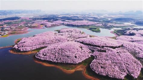 Cherry Blossoms And Other Beautiful Flowers Usher In Spring In China