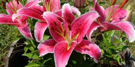 How To Grow Stargazer Lilies In Pots Steps To Success Grow Your Yard