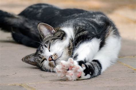 Royalty Free Cat Stretching Pictures Images And Stock Photos Istock