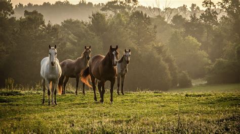 Autumn Horse Wallpapers Top Free Autumn Horse Backgrounds