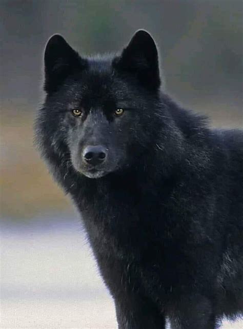 Pin By Patricia Mcclary On Proof Of Souls Wolf Call Black Wolf Wolf