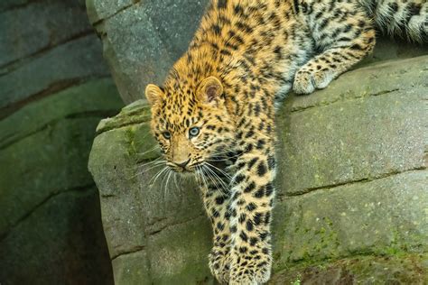 Rays Captured Moments Amur Leopards
