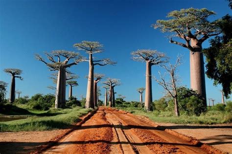 Découvrez Les Secrets Des Baobabs Ces Géants De Madagascar Live