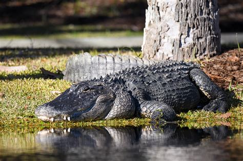 American Alligator South Carolina Partners In Amphibian And Reptile