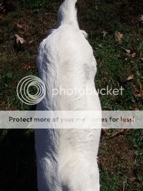 Pregnant Pooch Test The Goat Spot Forum