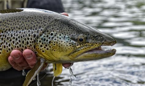 Trout is to manali what butter chicken is to delhi. Trout fishing Norway - Find your trout fishing adventure here
