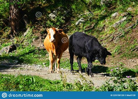 Caucasian Cattle On Background Of Alpine Pastures Stock Photo Image