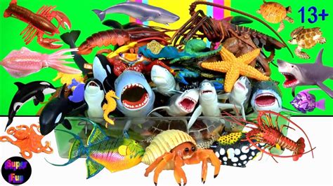 Sea Animals Sharks Whales Fish Octopus Turtles Lobsters Crabs