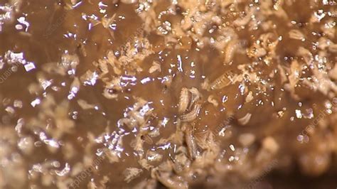 Flesh Fly Larvae Feeding Stock Video Clip K0035306 Science Photo Library