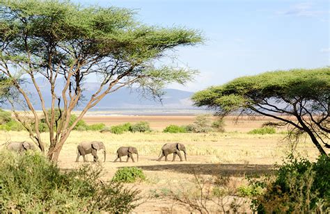 5 Days Safari Lake Manyara Serengeti And Ngorongoro Gabho Global Tours