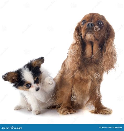 Papillon Puppy And Cavalier King Charles Stock Photo Image Of