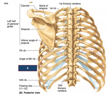 Anatomy Of Ribs Posterior Thoracic Wall And Breast Illustrations