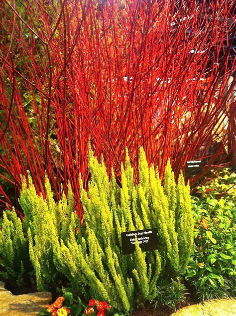Red Twig Dogwood Adds Interest In Spring Summer And Winter With