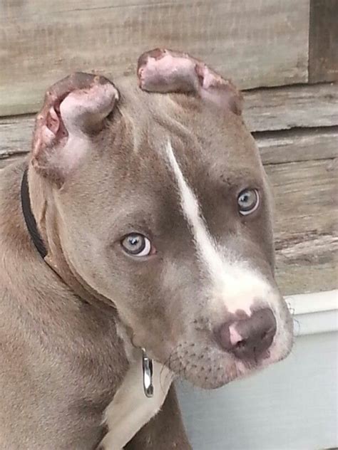 Blue Nose Pitbulls Puppies With Cut Ears