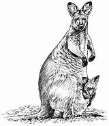 Wallaby Getdrawings Matita Animale Palude sketch template