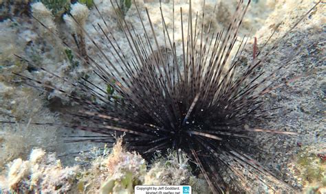 Diadema Antillarum Long Spined Sea Urchin