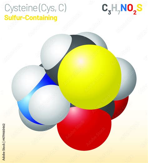 Cysteine Cys C Amino Acid Molecule Chemical Formula C3h7no2s