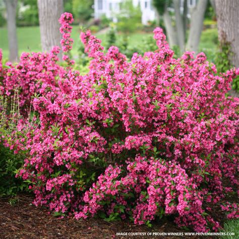Sonic Bloom Weigela For Sale At The Grass Pad