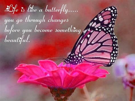 Life Is Like A Butterfly Quotes Quotesgram
