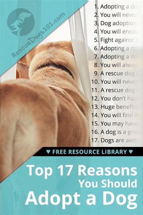 Top 17 Reasons You Should Adopt A Dog Artofit