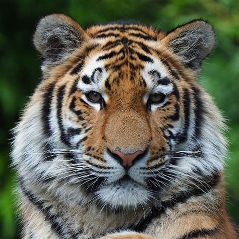 Sibirischer Tiger Panthera T Altaica Foto And Bild Tiere Zoo