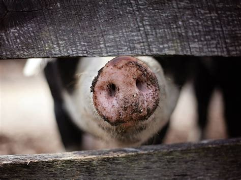 Thousands Of Pigs Rot In Compost As Us Faces Meat Shortage 2020 05