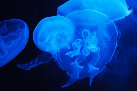 3840x2560 Animals Blue Jellyfishes Underwater Water 4k Wallpaper