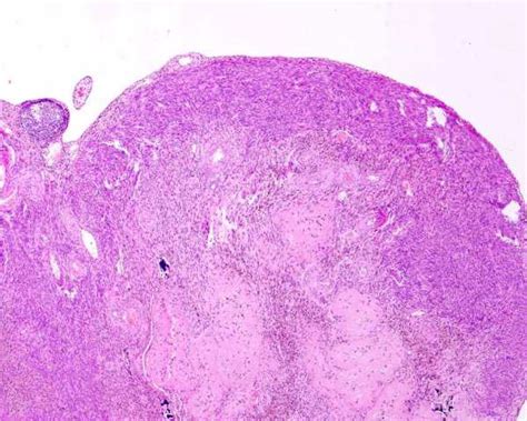 Reproductive Pathology Female Cat Ovary